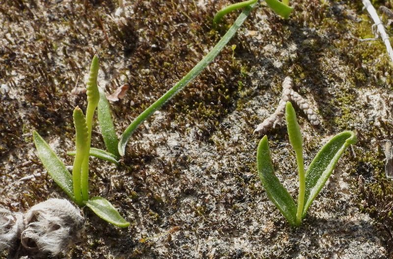 Ophioglossum lusitanicum, photographed by desertnaturalist