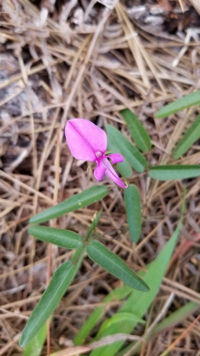 Galactia pinetorum, photographed by Michelle Sevcovas