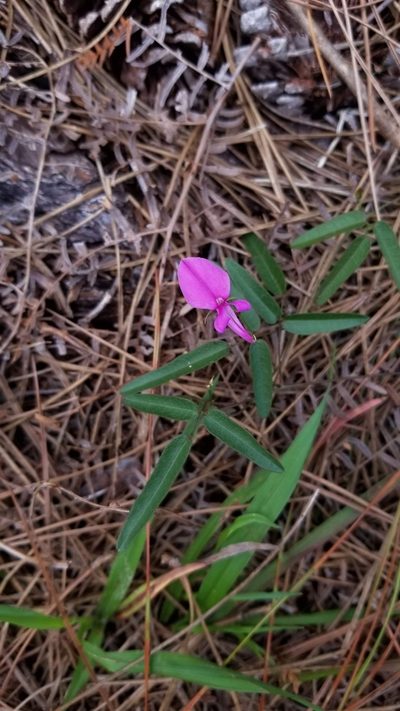 Galactia pinetorum, photographed by Michelle Sevcovas