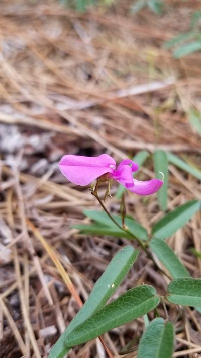 Galactia pinetorum, photographed by Michelle Sevcovas