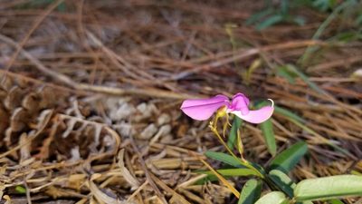 Galactia pinetorum, photographed by Michelle Sevcovas