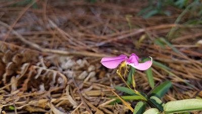 Galactia pinetorum, photographed by Michelle Sevcovas