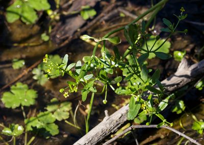 Ranunculus pusillus, photographed by Meghan Cassidy