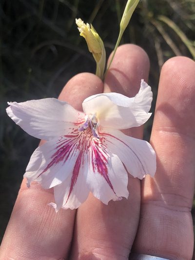 Gladiolus roseovenosus, photographed by Dave U