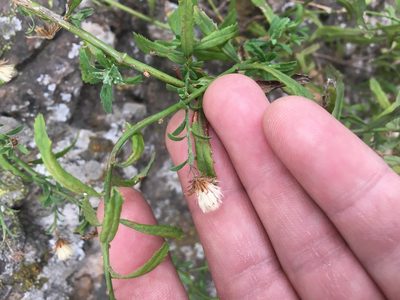 Baccharis plummerae, photographed by Adam J. Searcy