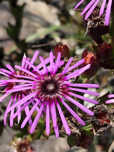 Erepsia pentagona, photographed by Dave U