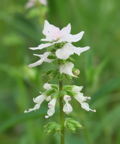 Syncolostemon bracteosus, photographed by flamelily