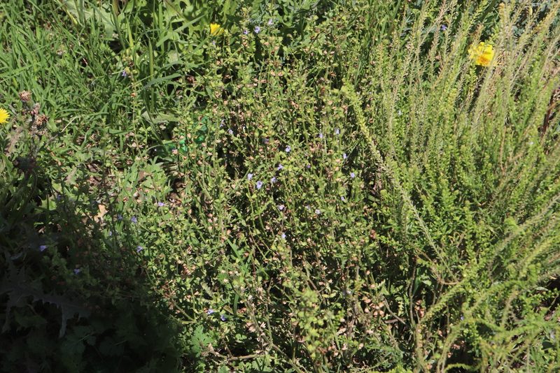 Salvia stenophylla, photographed by Tony Rebelo