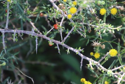Lycium cinereum, photographed by Tony Rebelo
