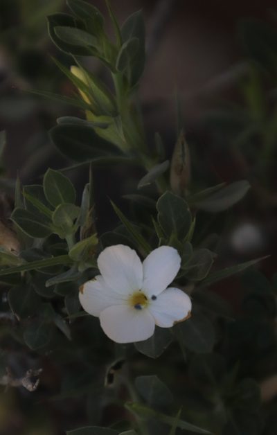 Barleria stimulans, photographed by Tony Rebelo
