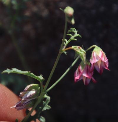 Hermannia jacobeifolia, photographed by Tony Rebelo