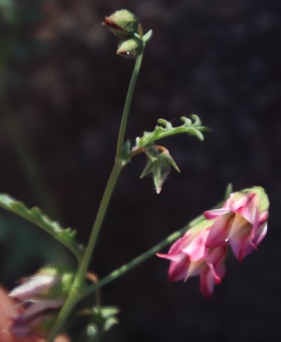 Hermannia jacobeifolia, photographed by Tony Rebelo