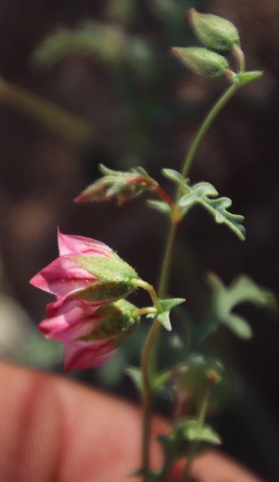 Hermannia jacobeifolia, photographed by Tony Rebelo