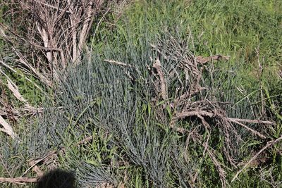 Cadaba aphylla, photographed by Tony Rebelo