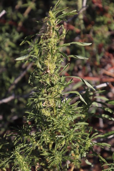 Amaranthus thunbergii, photographed by Tony Rebelo
