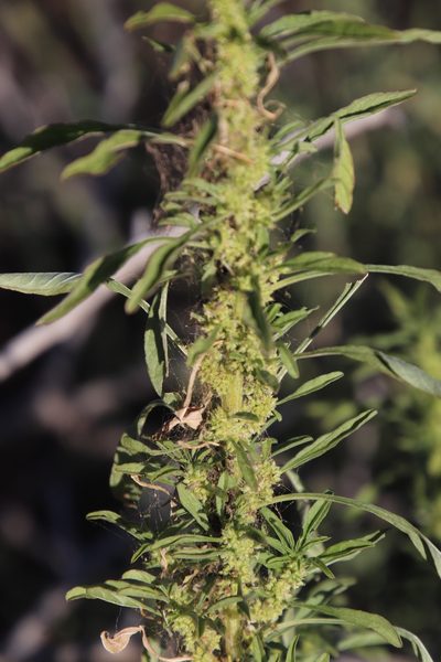 Amaranthus thunbergii, photographed by Tony Rebelo