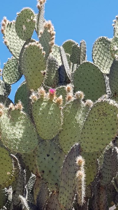 Opuntia pilifera, photographed by Eugenio Padilla