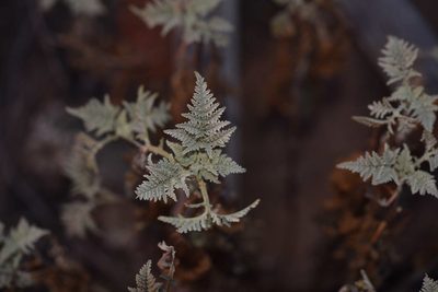 Ambrosia camphorata, photographed by Alan Rockefeller