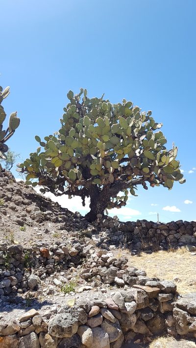 Opuntia pilifera, photographed by Eugenio Padilla