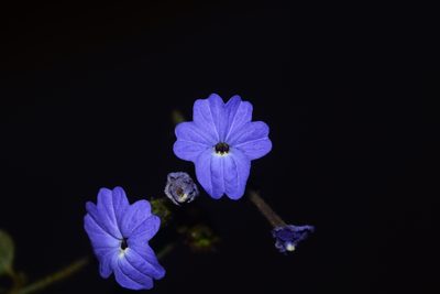 Browallia speciosa, photographed by S.MORE
