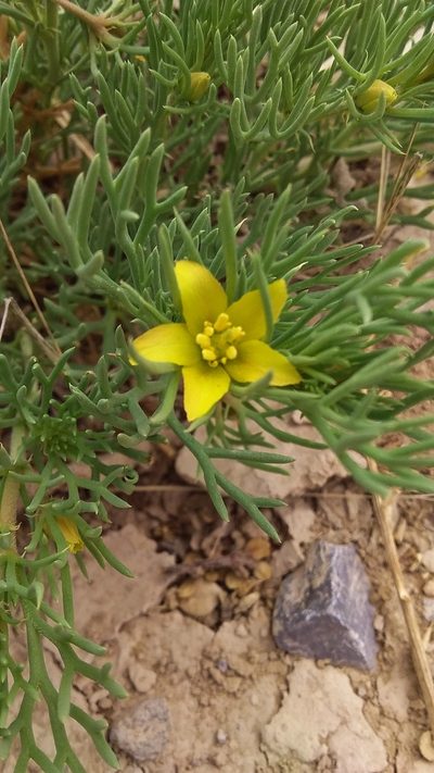 Peganum mexicanum, photographed by Luc Wyn