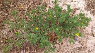 Peganum mexicanum, photographed by Luc Wyn