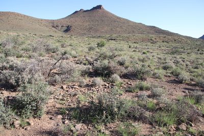 Rhigozum obovatum, photographed by Tony Rebelo