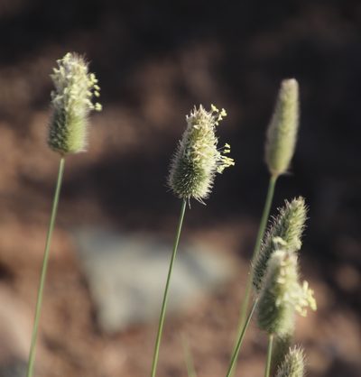 Fingerhuthia africana, photographed by Tony Rebelo