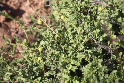 Hermannia pulchella, photographed by Tony Rebelo