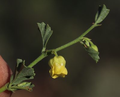 Hermannia pulchella, photographed by Tony Rebelo