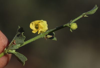 Hermannia pulchella, photographed by Tony Rebelo