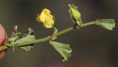 Hermannia pulchella, photographed by Tony Rebelo