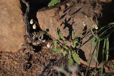 Hermannia cernua, photographed by Tony Rebelo