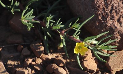 Talinum afrum, photographed by Tony Rebelo