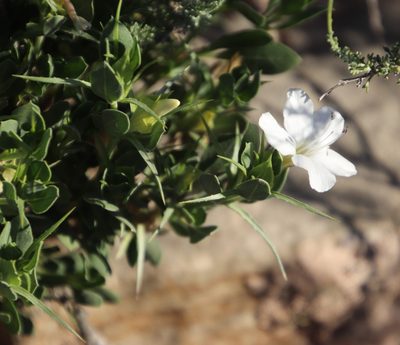 Barleria stimulans, photographed by Tony Rebelo