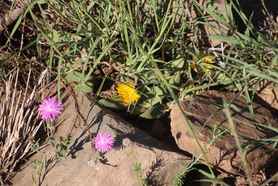 Pleiospilos compactus, photographed by Tony Rebelo