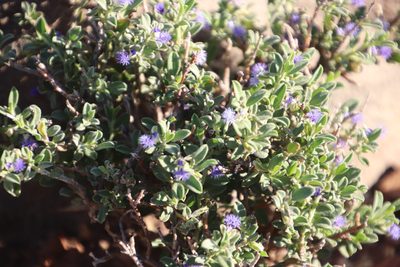 Polygala asbestina, photographed by Tony Rebelo