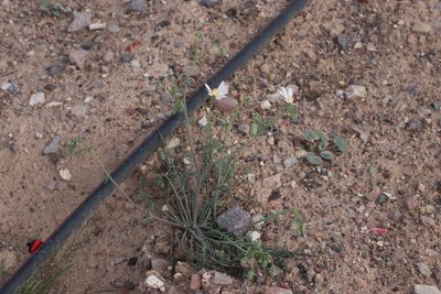 Calycoseris wrightii, photographed by Jason Eckberg