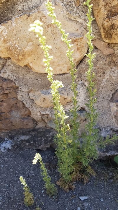 Laennecia sophiifolia, photographed by Eugenio Padilla