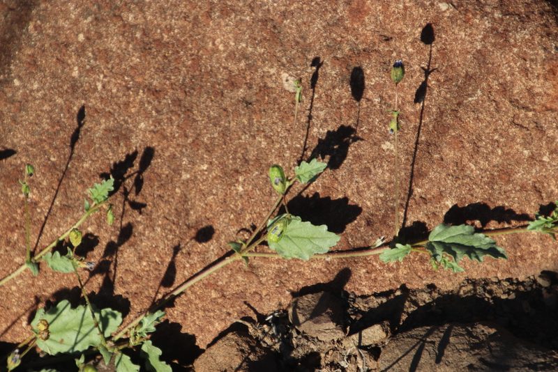 Hermannia cernua, photographed by Tony Rebelo
