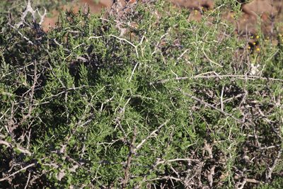 Asparagus burchellii, photographed by Tony Rebelo