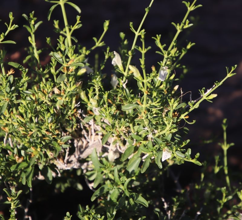 Pogonospermum patulum, photographed by Tony Rebelo