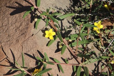 Talinum afrum, photographed by Tony Rebelo