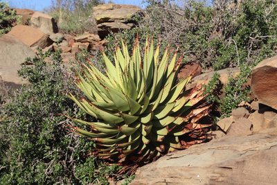 Aloe broomii, photographed by Tony Rebelo