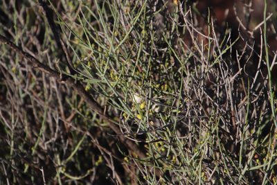 Lacomucinaea lineata, photographed by Tony Rebelo