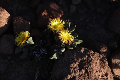 Pleiospilos compactus, photographed by Tony Rebelo