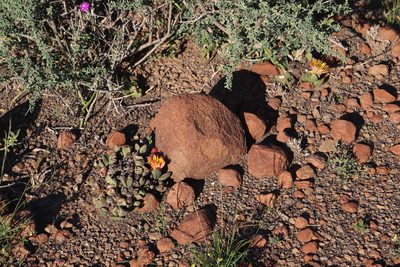Pleiospilos compactus, photographed by Tony Rebelo