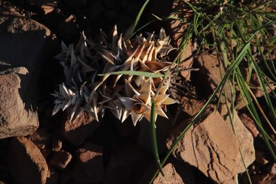 Astroloba robusta, photographed by Tony Rebelo