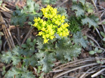Lomatium parvifolium, photographed by Daniel Williford