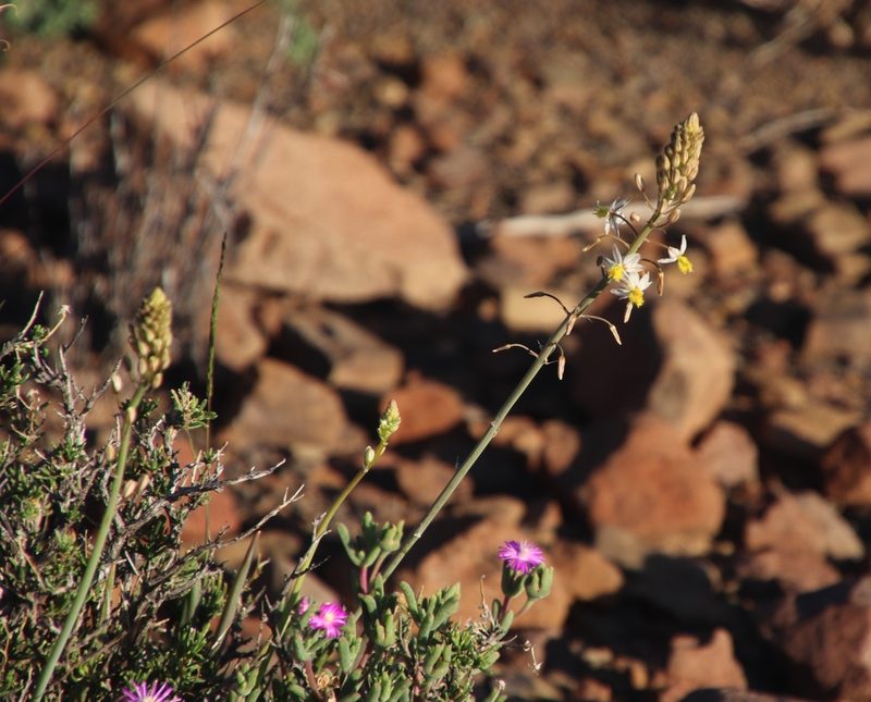 Bulbine triebneri, photographed by Tony Rebelo